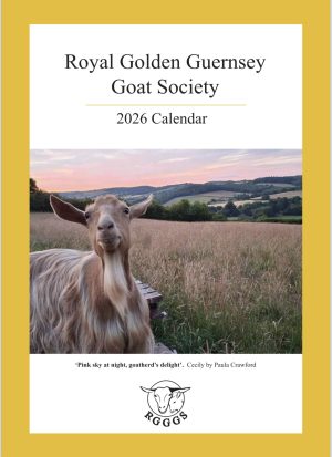 2026 Wall Calendar
