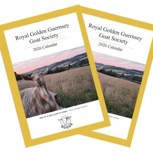 2 x 2026 Wall Calendar