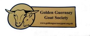 Golden Guernsey Goat Society Car sticker
