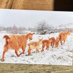 GGGS Christmas cards - Pack of 5
