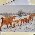 GGGS Christmas cards - Pack of 5 - Image 2